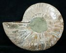 / Inch Split Ammonite (Half) #4385-1